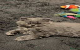 British Longhair cats for sale: British long hair x short hair  - Image 9