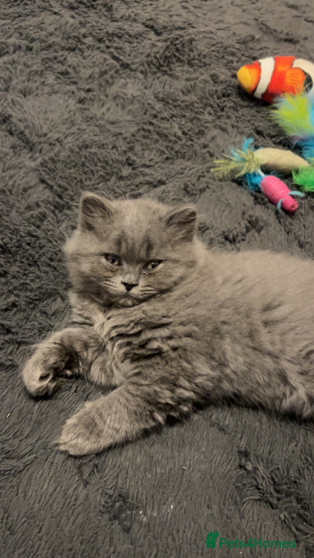 British Longhair cats for sale: British long hair x short hair  - Image 9