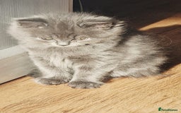 British Longhair cats for sale: Gorgeous Blue British longhair kittens - Image 10