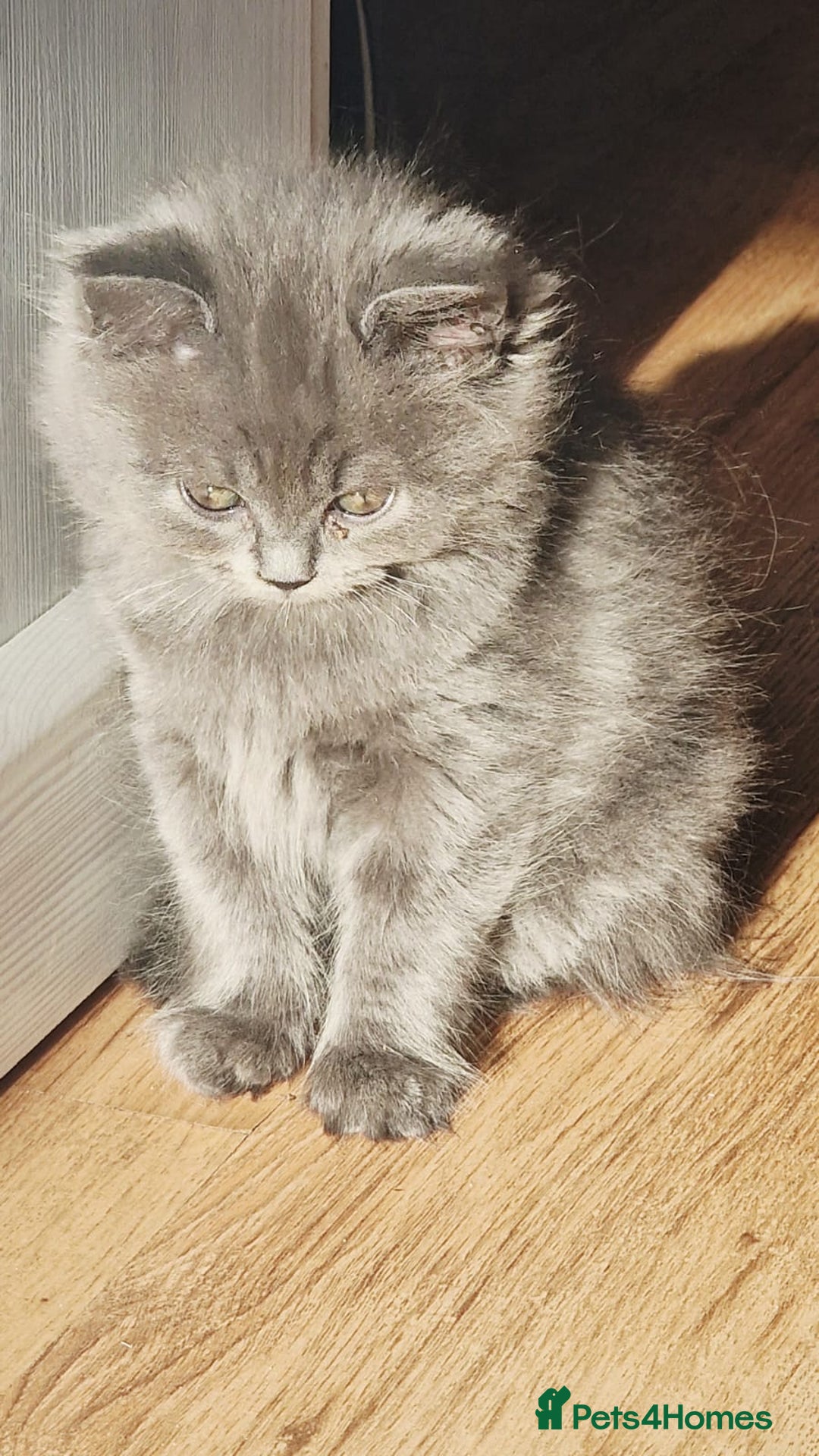 British Longhair cats for sale: Gorgeous Blue British longhair kittens - Image 10
