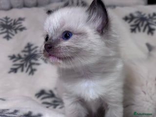 Ragdoll cats Gorgeous Ragdoll kittens 2 left ! - Advert 3