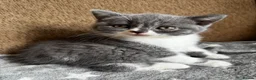 British Shorthair cats for sale: 🩶 TICA Registered British Shorthair Kittens in London - Advert 2
