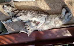 Maine Coon cats for sale: Stunning maine coon kittens - Image 17