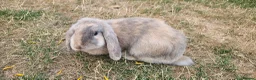 Mini Lop rabbits for sale: Two Female Bunnies Looking for a Loving New Home in Aylesbury - Advert 4
