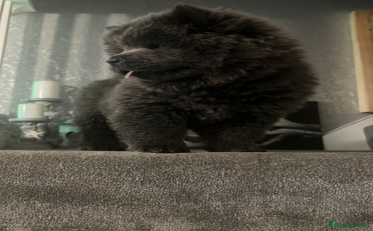 Chow Chow dogs in Orpington - Advert 1