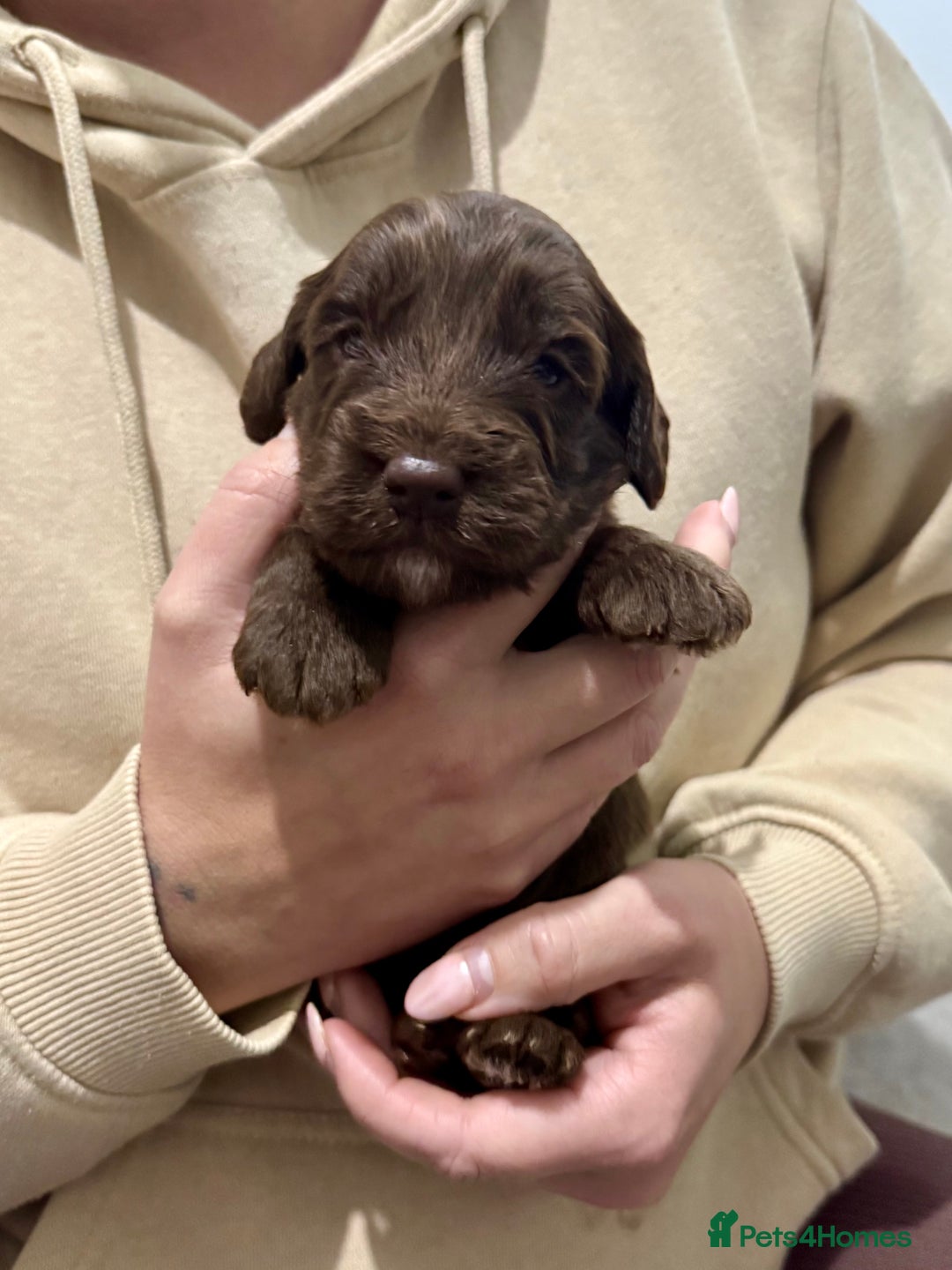 Cockapoo dogs for sale: F1 Cockerpoo’s  - Image 5