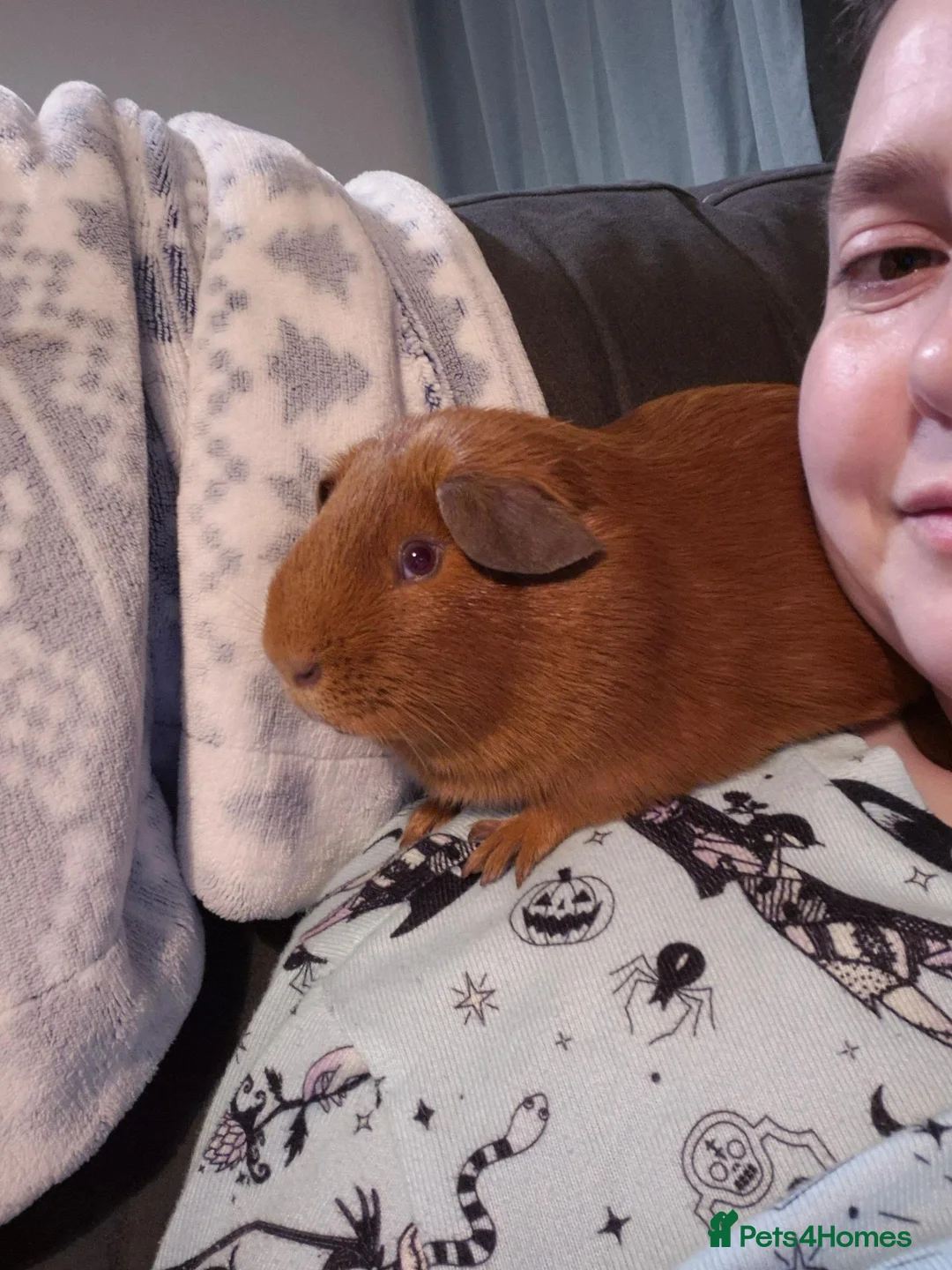 Guinea Pig rodents for sale: Pink eyed golden male in Fordingbridge - Advert 6