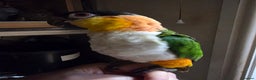 Parrots birds for sale: Various parrots available check description  - Advert 10
