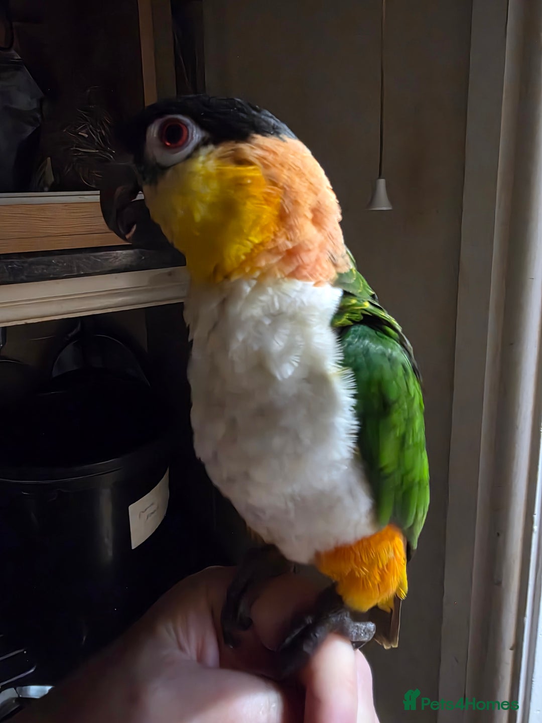 Parrots birds for sale: Various parrots available check description  - Advert 10