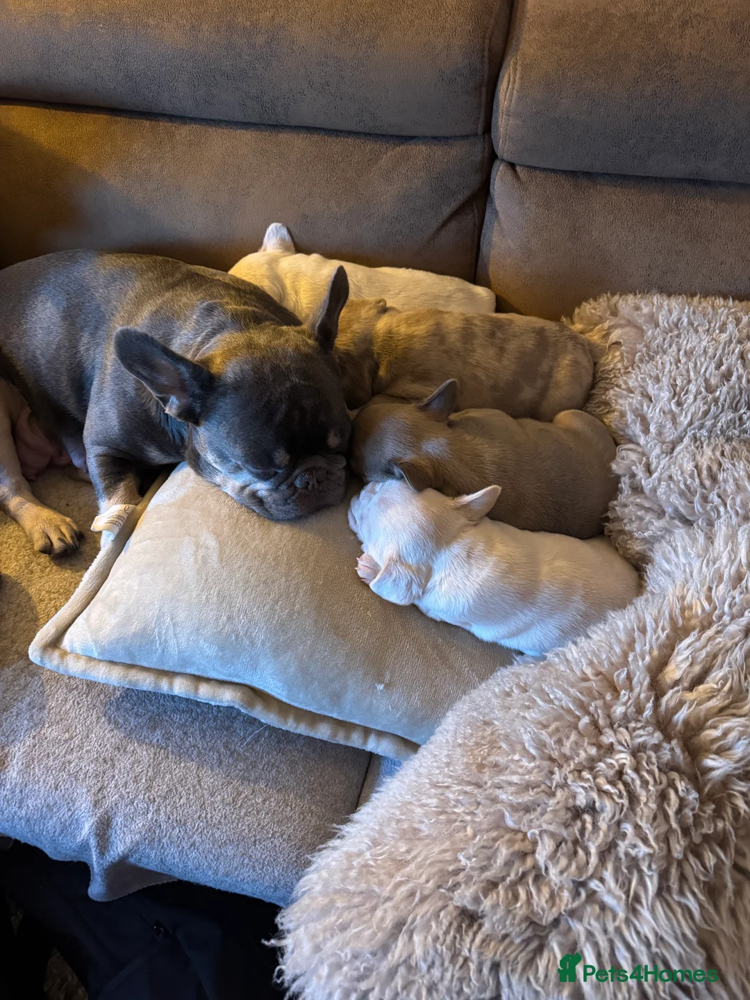 French Bulldog dogs for sale: platinum and Isabella blue fawn French bulldog  - Advert 3
