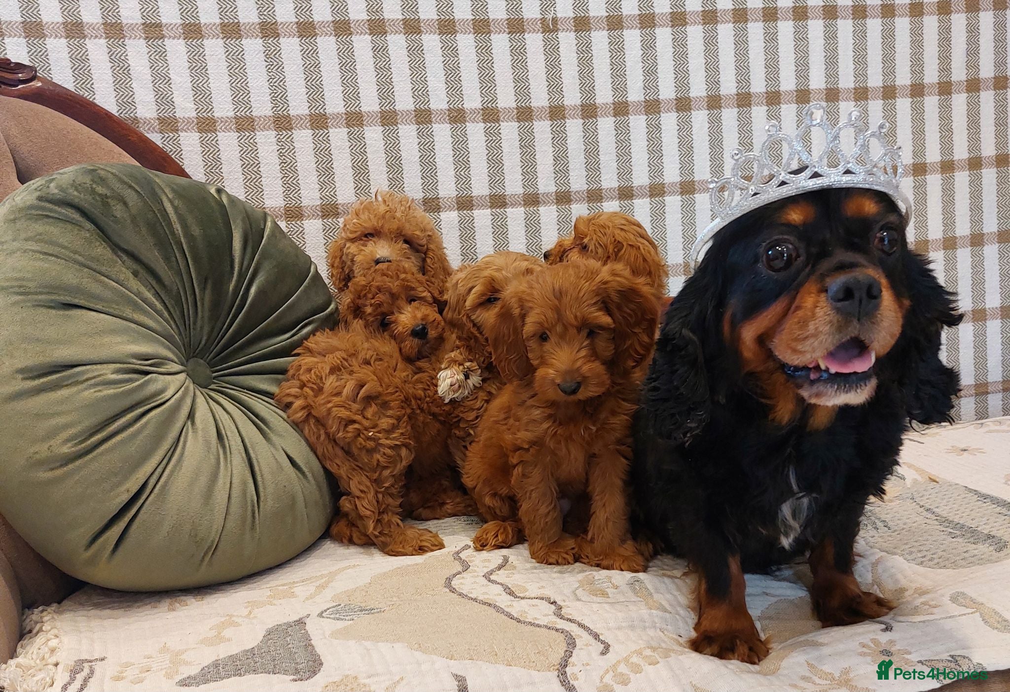 Cavapoo dogs Extensively Health Tested Fox Red Cavapoo puppies - Advert 1