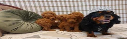 Cavapoo dogs for sale: Extensively Health Tested Fox Red Cavapoo puppies - Advert 3
