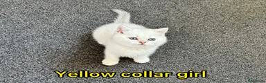 Yellow Collar Girl