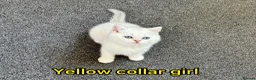 British Shorthair cats for sale: Stunning GCCF Gold/Silver Tipped BSH Kittens - Advert 18
