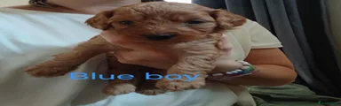 Blue boy