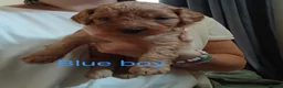 Cockapoo dogs for sale: Cockapoo puppies  - Advert 8