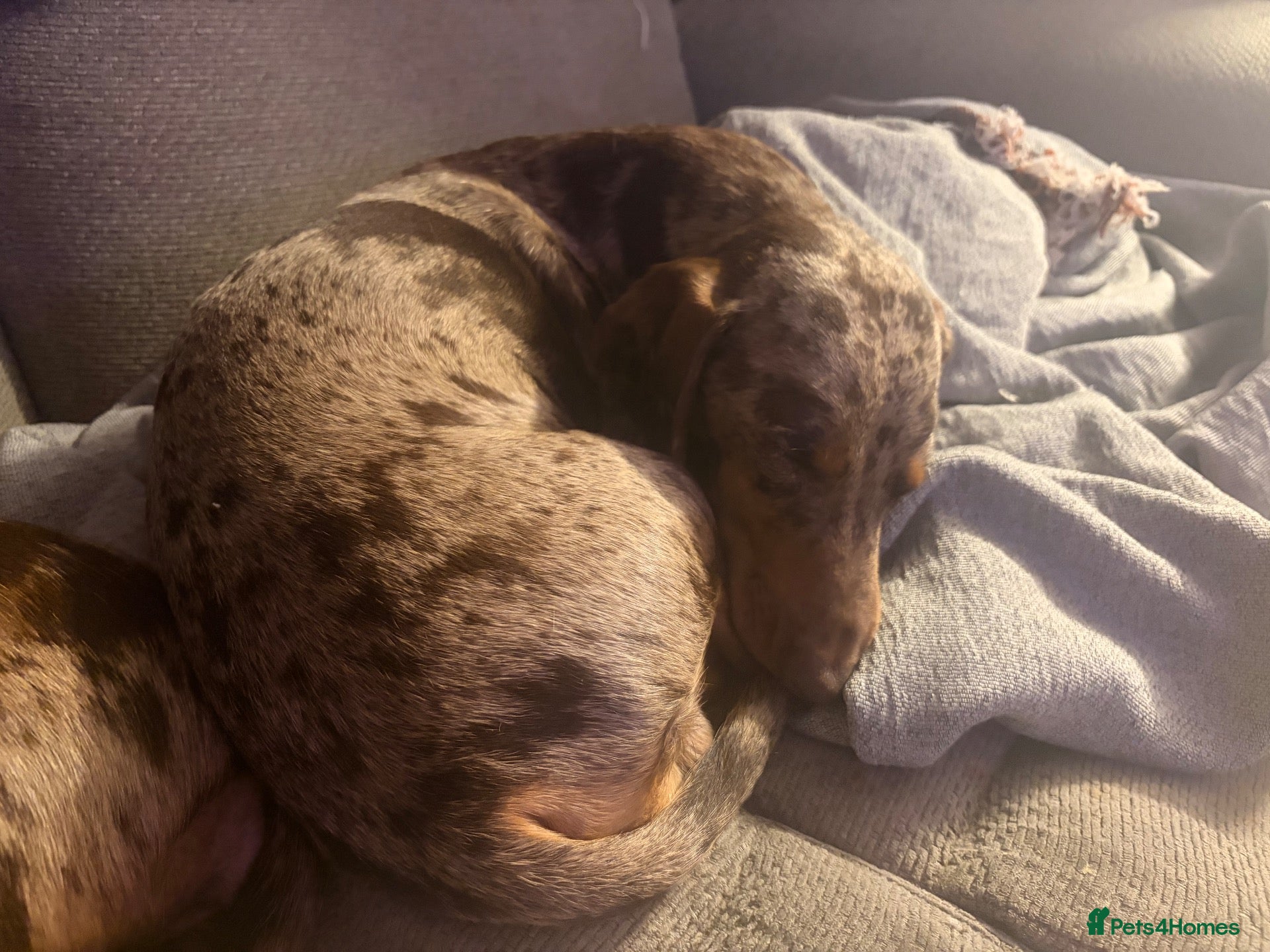 Miniature Dachshund dogs for sale: 1 year old miniature dachshund for rehoming  - Advert 8