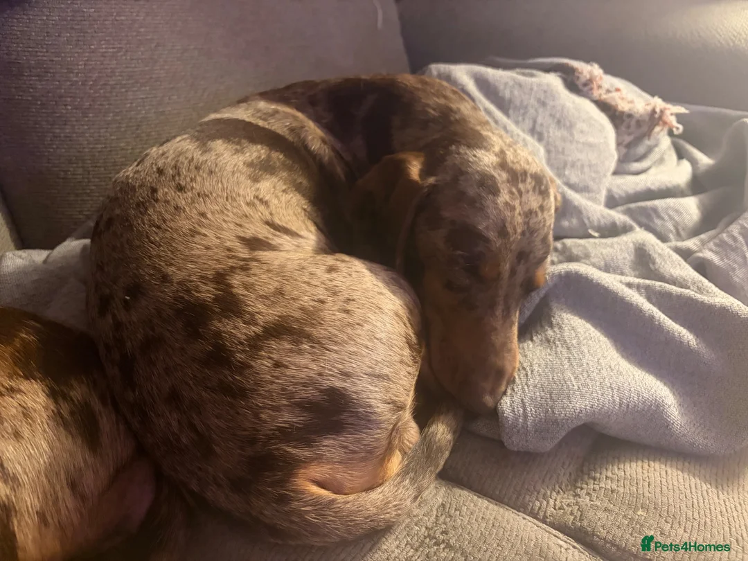 Miniature Dachshund dogs for sale: 1 year old miniature dachshund for rehoming  - Advert 1