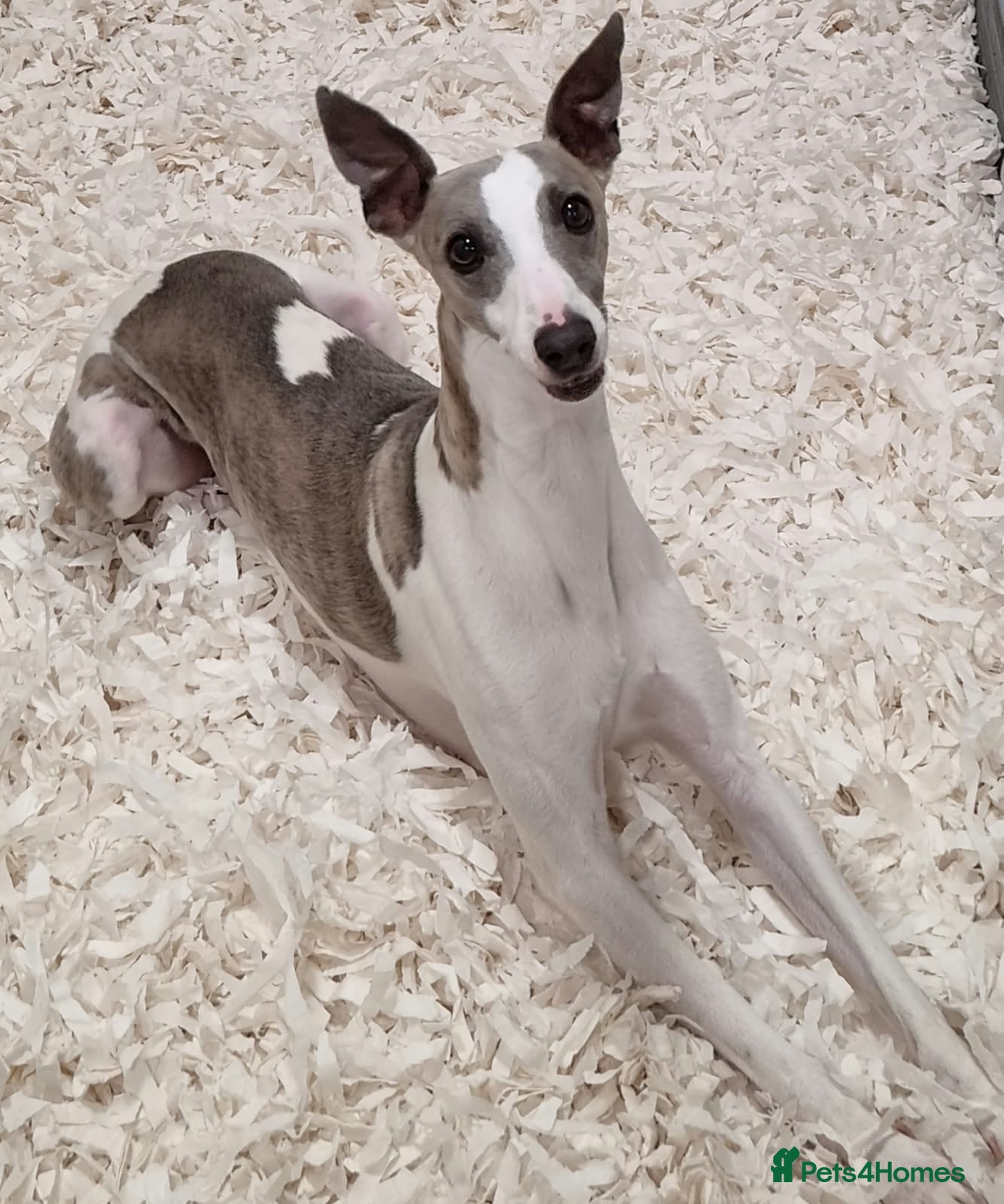 Mixed Breed dogs Miniature pincher X whipett ( Mini Whips)  - Advert 2