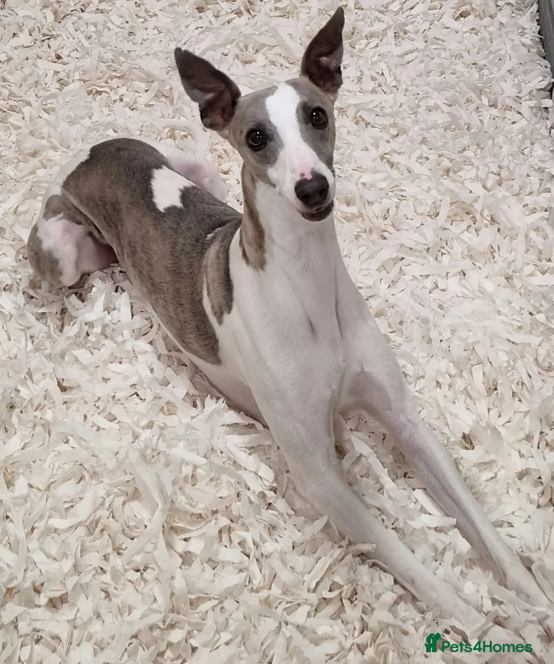 Mixed Breed dogs for sale: Miniature pincher X whipett ( Mini Whips)  in Wadhurst - Advert 2