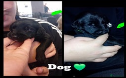 Mixed Breed dogs for sale: Greyhound x Bedlington terrior pups - Image 5