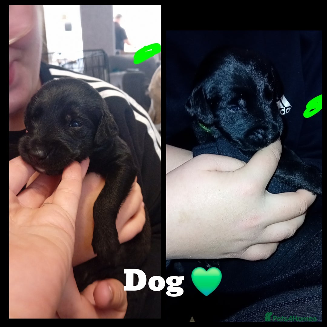Mixed Breed dogs for sale: Greyhound x Bedlington terrior pups - Image 5