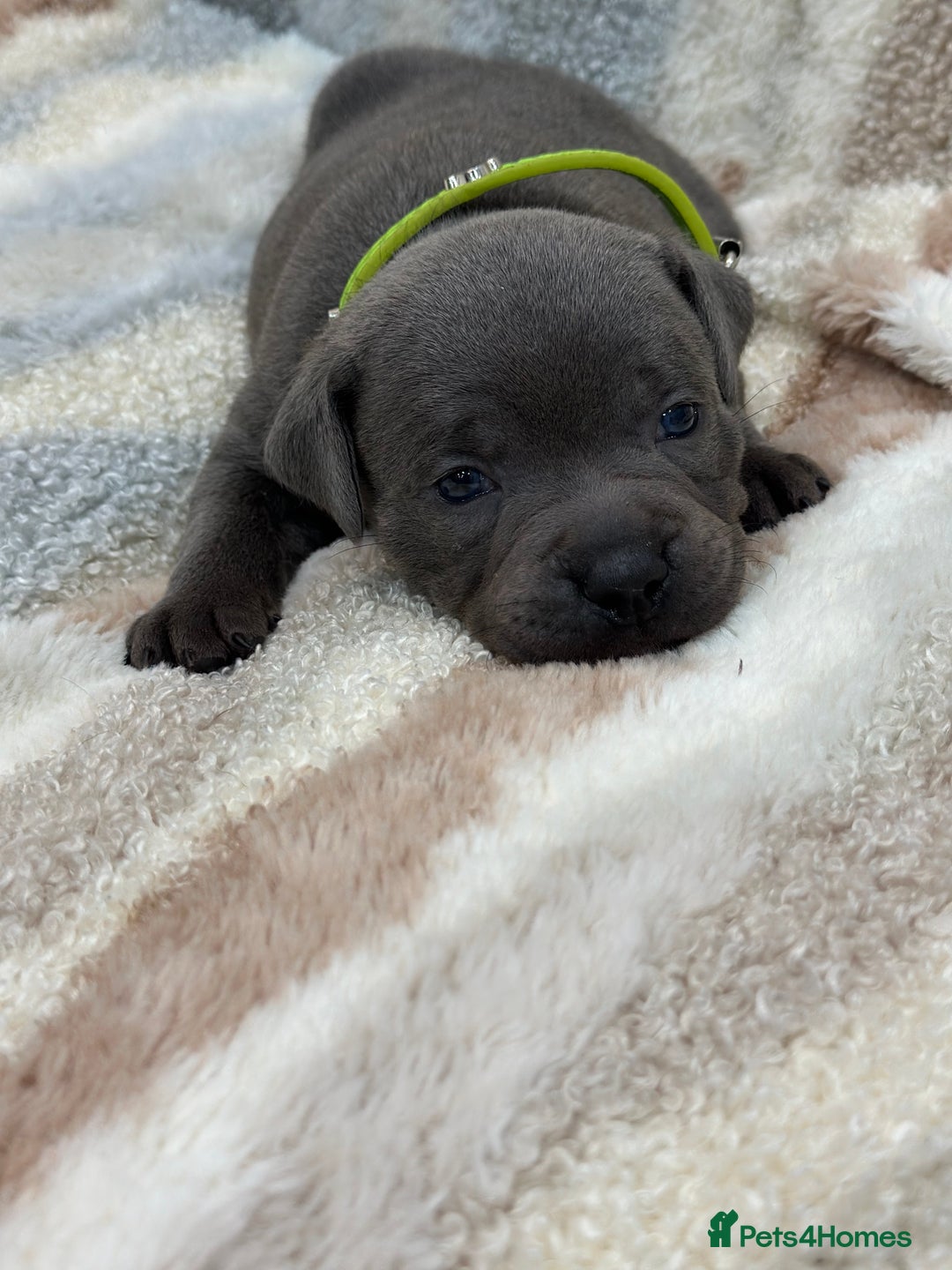 Staffordshire Bull Terrier dogs for sale: ✨🥰🐶 KC Registered Staffordshire Bull Terrier  🐾 - Advert 12