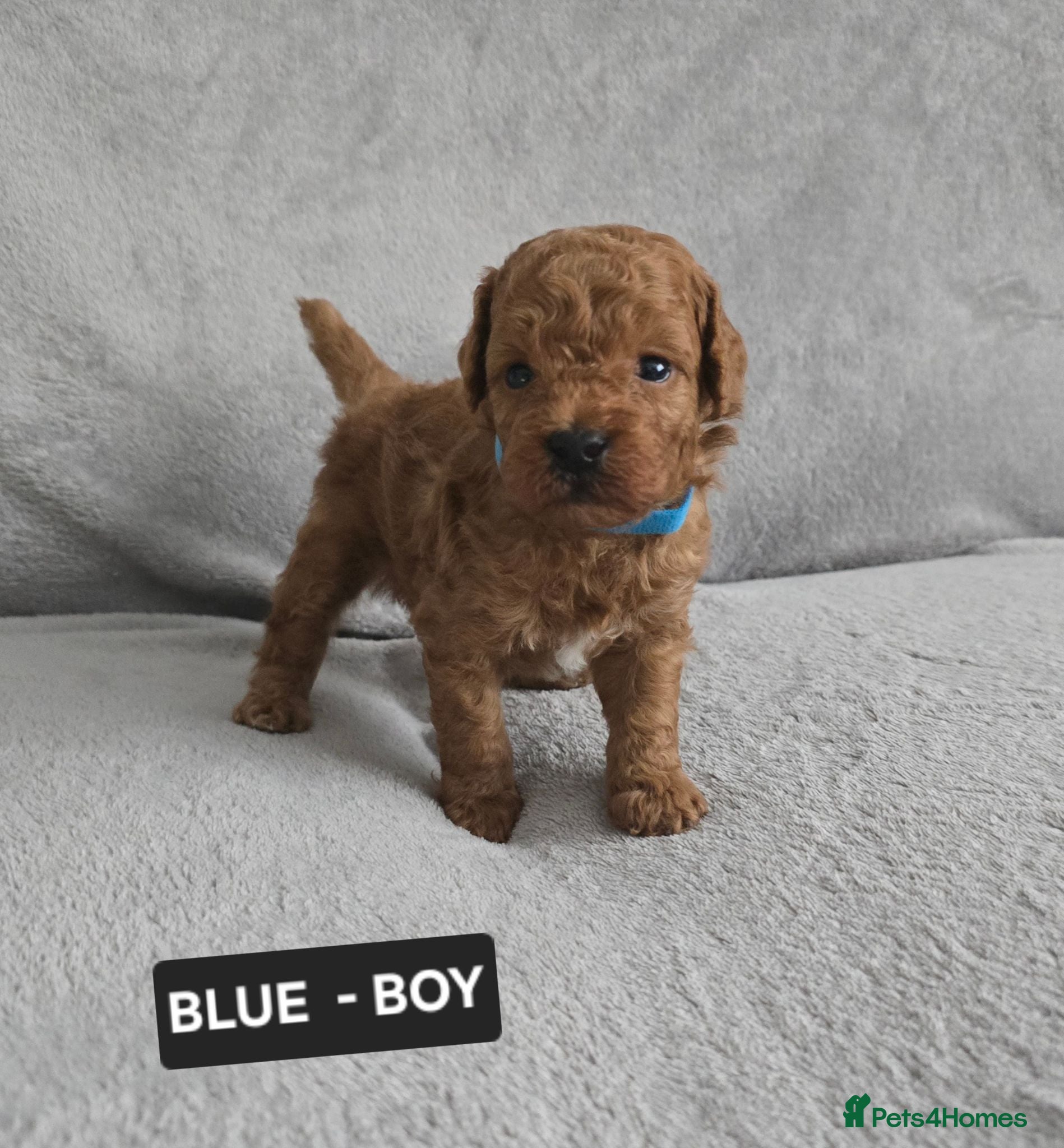 Toy Poodle dogs STUNNING RED KC TOY POODLE 🤩🐶 - Advert 2