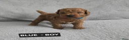 Toy Poodle dogs for sale: STUNNING RED KC TOY POODLE 🤩🐶 - Advert 13