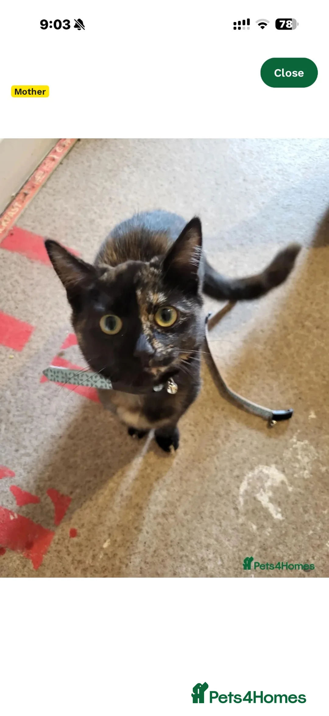 Domestic Shorthair cats for sale: 6 month old kitten  - Advert 3