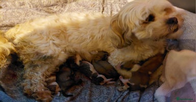 Lhasa Apso dogs KC REGISTERED LHASA APSO PUPPIES FOR SALE - Advert 3