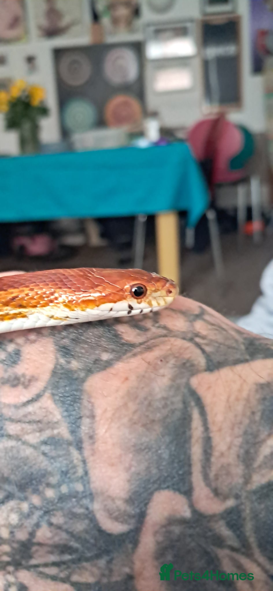 Corn Snake reptiles Calefornian Caramel Corn Snake - Advert 14