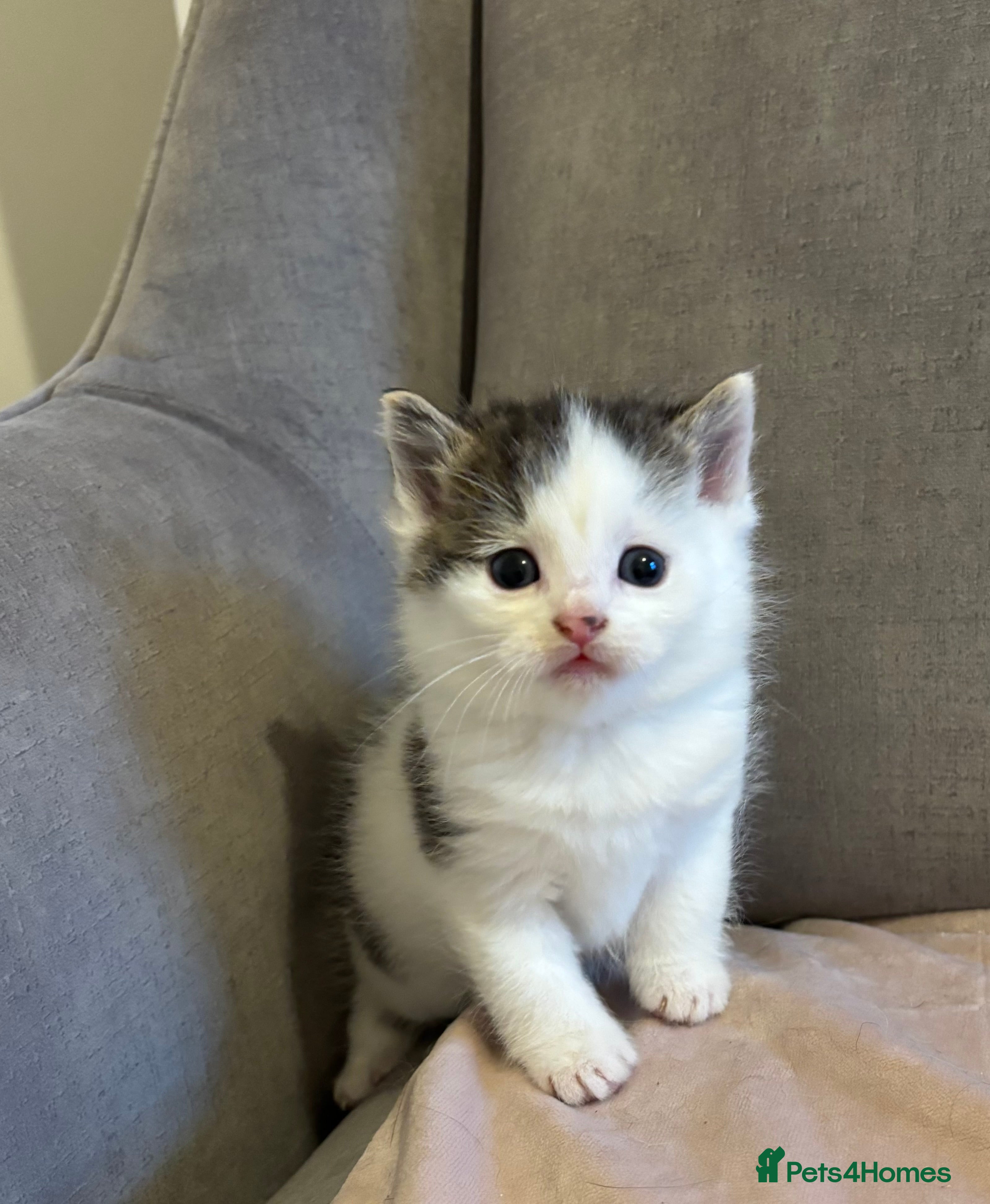 Mixed Breed cats Kittens stunning Mainecoon x 3boys left 🐈❤️ - Advert 4
