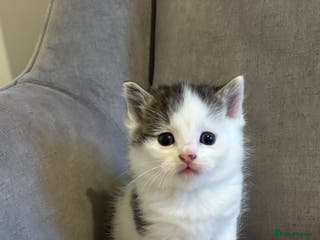 Mixed Breed cats Kittens stunning Mainecoon x bengal 2 left ❤️😊 - Advert 4