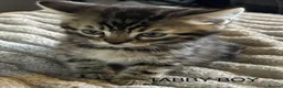 Mixed Breed cats for sale: Bengal cross Kittens for sale inc White/ Cream in Petworth - Advert 18