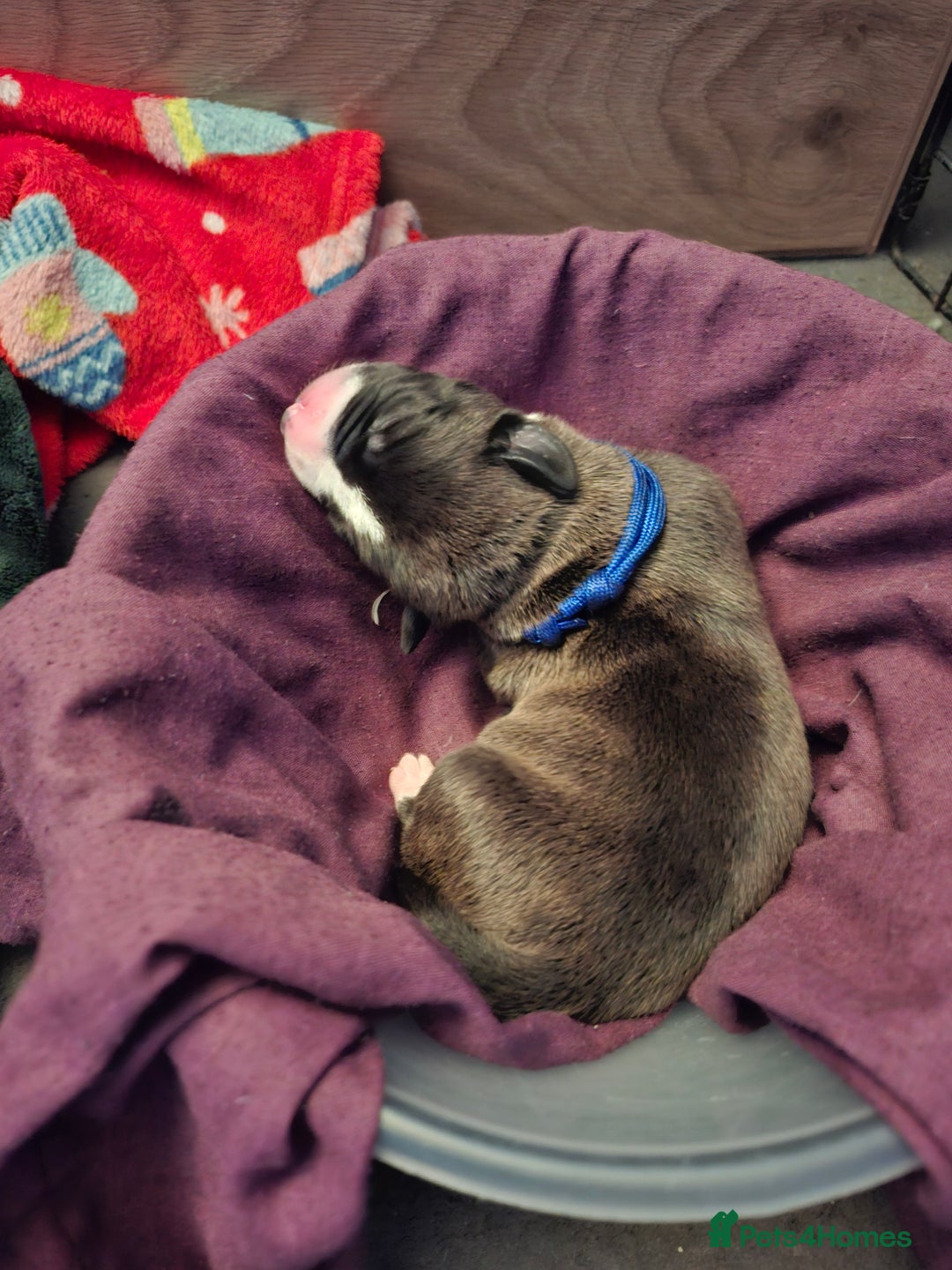 Mixed Breed dogs for sale: Lab/ staffys - Image 6