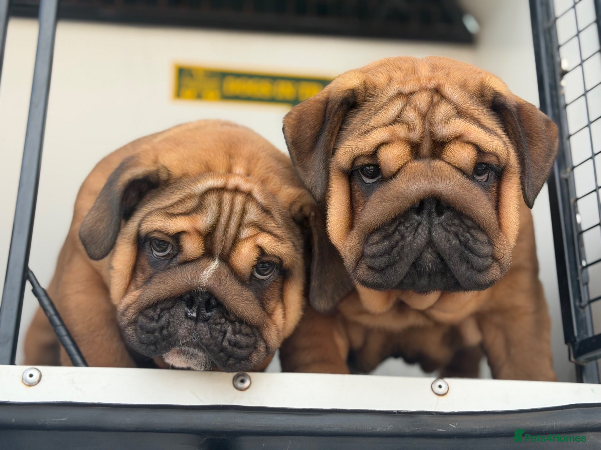 English Bulldog dogs Quality English bulldogs  - Advert 1