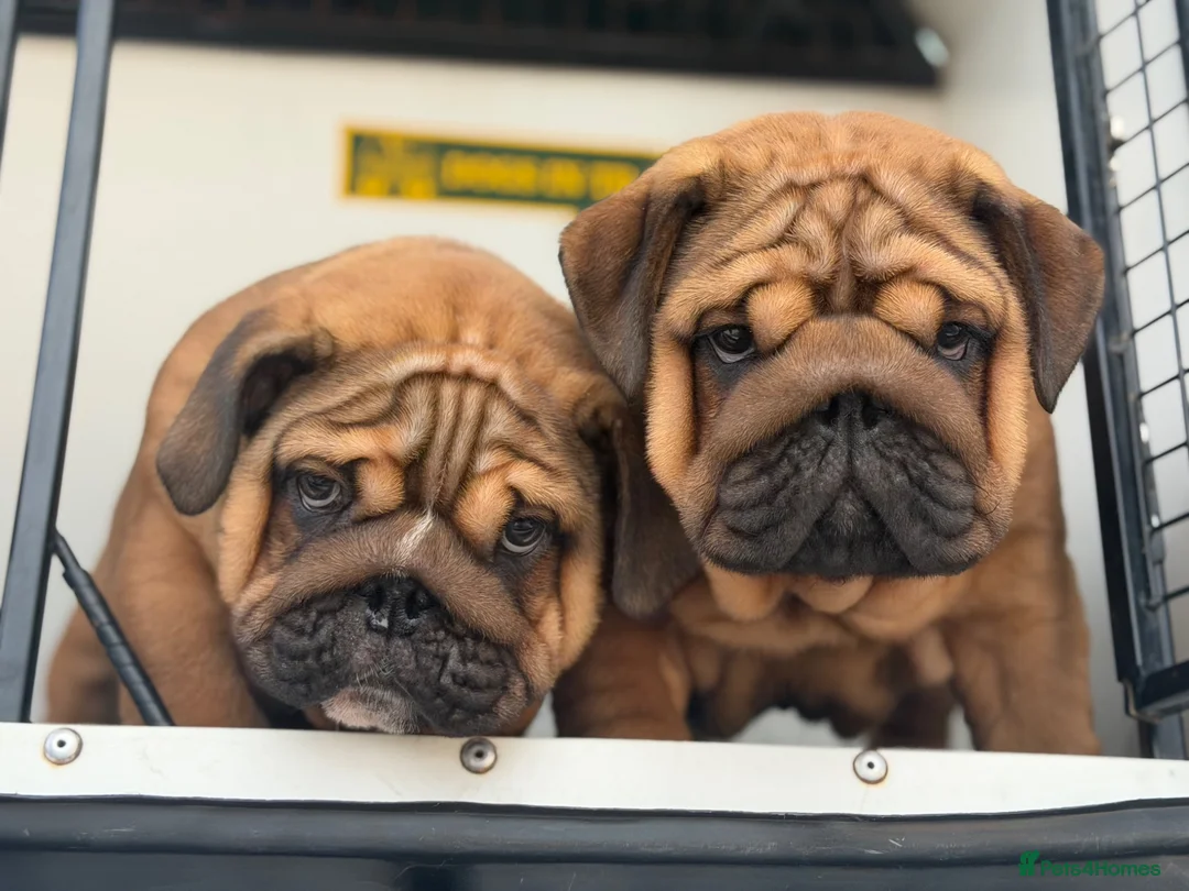English Bulldog dogs for sale: Quality English bulldogs  - Advert 1