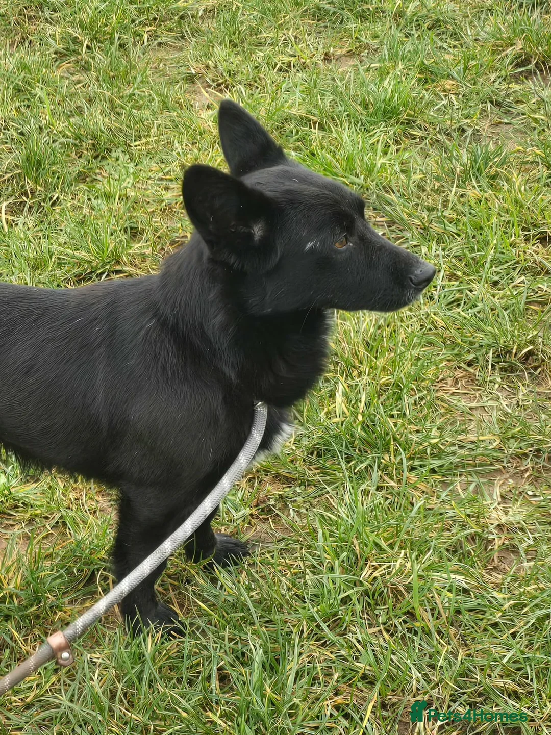 Mixed Breed dogs for adoption: BOB   - Advert 2