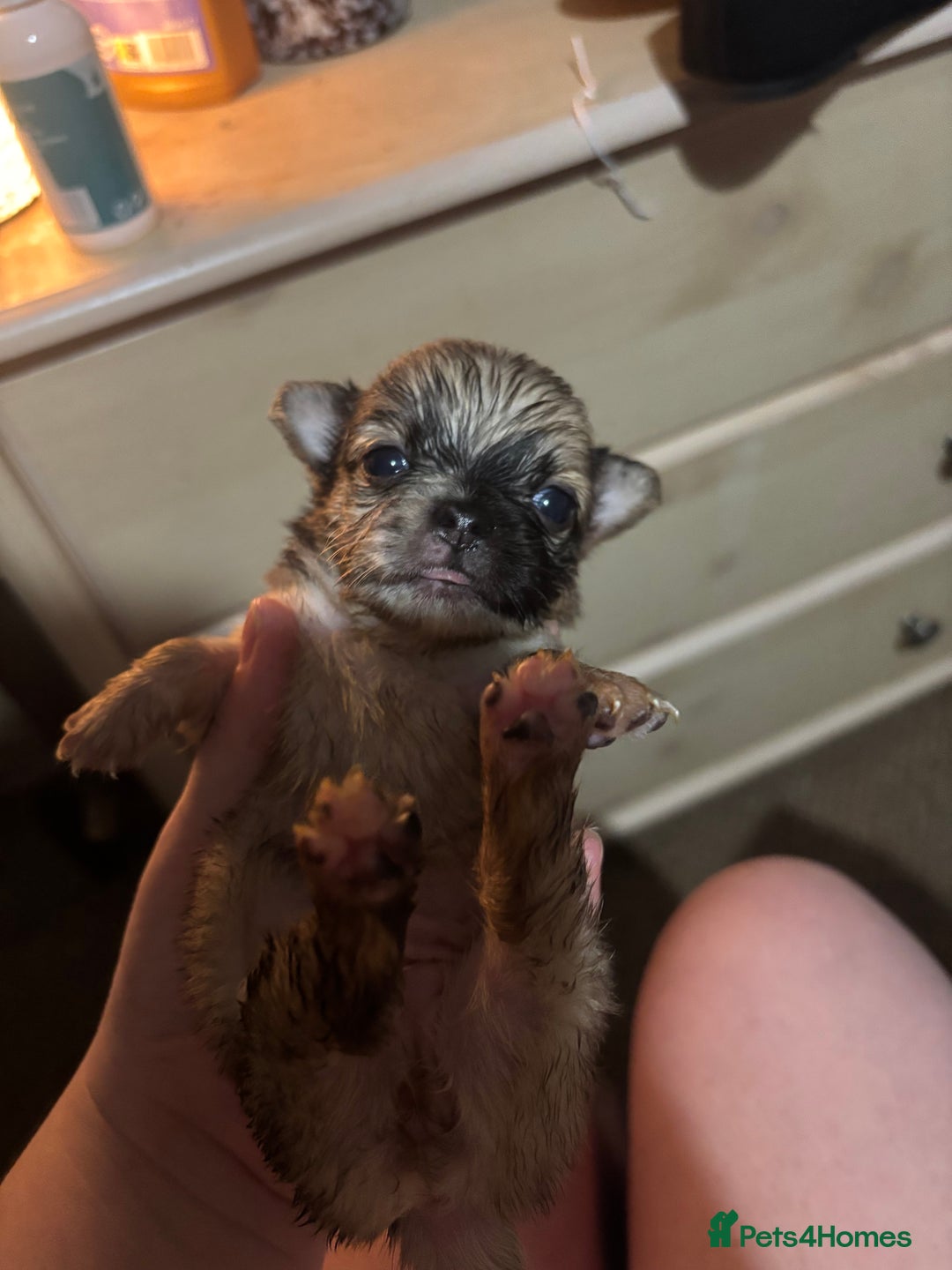 Chihuahua dogs for sale: Mixed litter of chihuahuas forsake  - Image 6