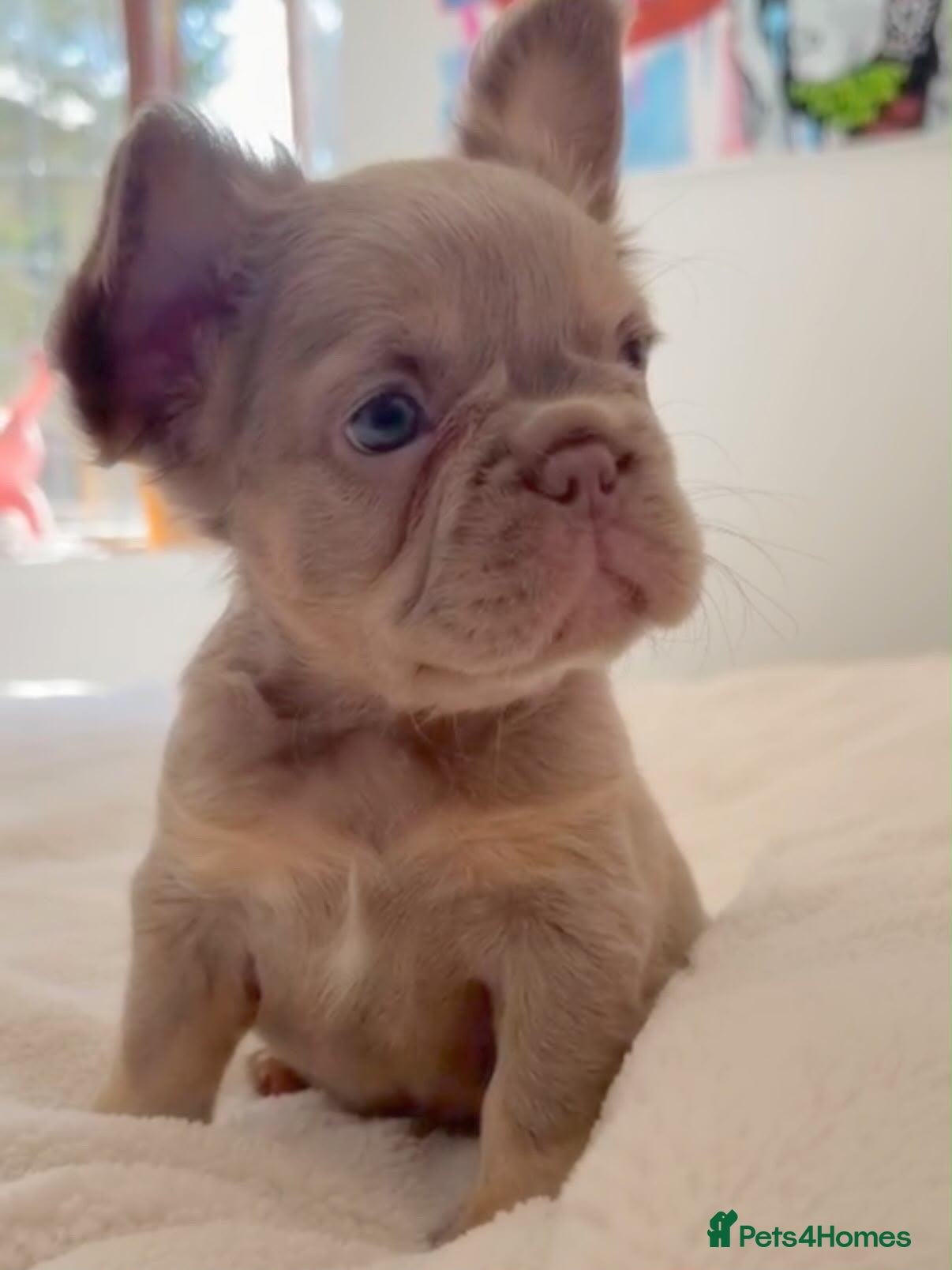 French Bulldog dogs French Bull Dogs / KC Registered / Visual Fluffy  - Advert 3
