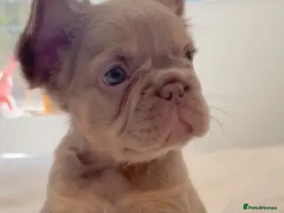 French Bulldog dogs French Bull Dogs / KC Registered / Visual Fluffy - Advert 3