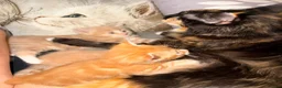Mixed Breed cats for sale: Maine Coon & British Shorthair  - Advert 3