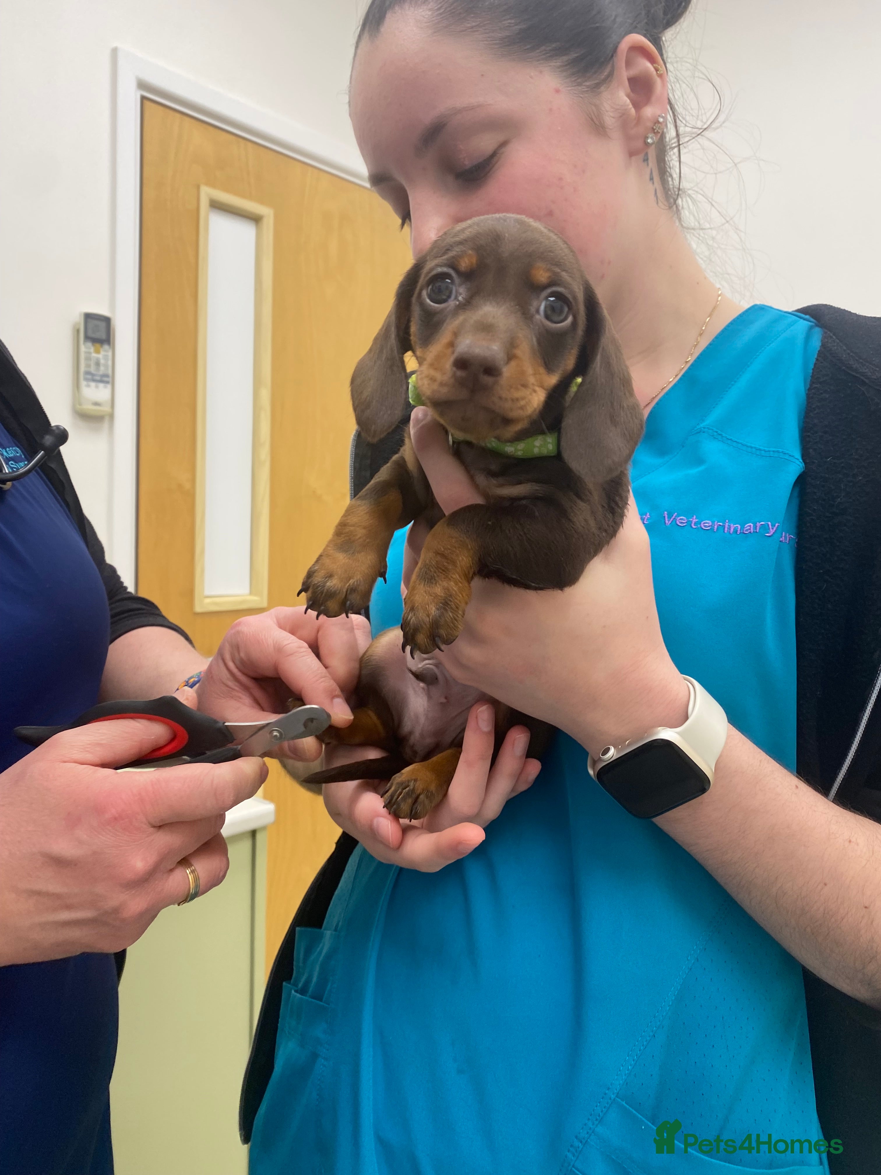Miniature Dachshund dogs ONLY 2 MALES NOW AVAILABLE  - Advert 15