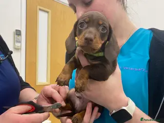 Miniature Dachshund dogs ONLY 2 MALES NOW AVAILABLE - Advert 15