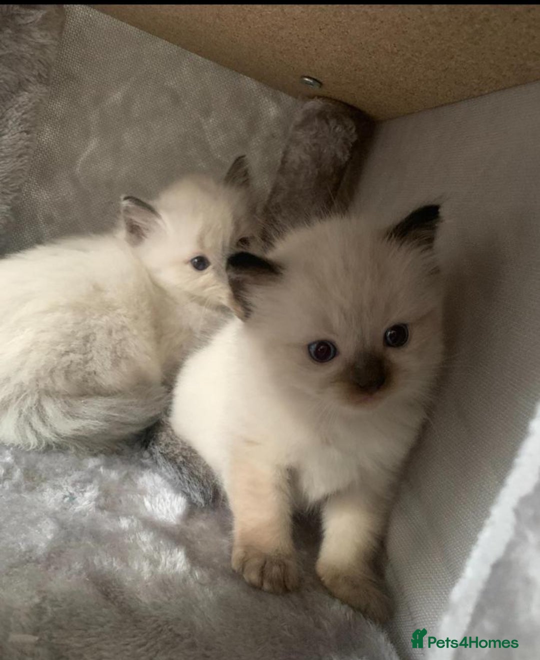 Ragdoll cats for sale: Beautiful pedigree ragdoll kittens - Image 1
