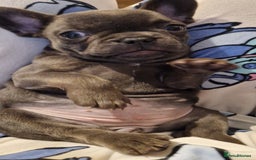French Bulldog dogs for sale: French Bulldog. Last little girl available  - Image 2