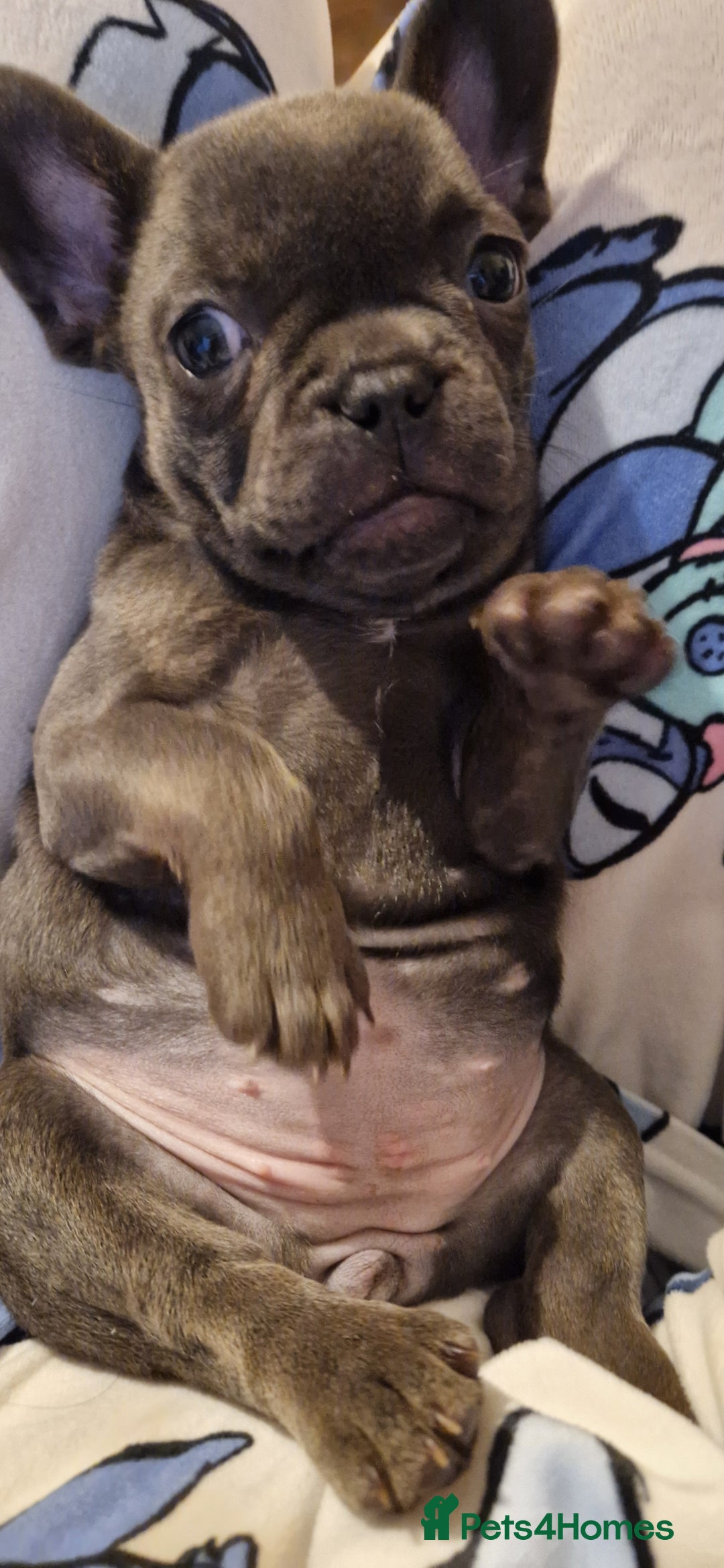 French Bulldog dogs for sale: French Bulldog. Last little girl available  - Image 2