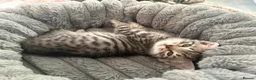 Mixed Breed cats for sale: 5 Beautifl kittens for sale  - Advert 12