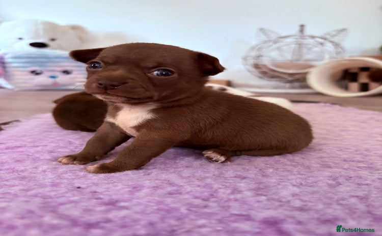 Chihuahua dogs 💕Stunning chihuahua pups 💕 - Advert 16